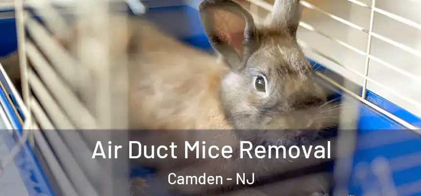  Air Duct Mice Removal Camden - NJ